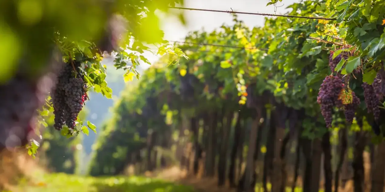 Grappoli d'uva rossa pendono dai tralci verdi, illuminati dal sole. Un invito a percorrere le strade del vino toscana.
