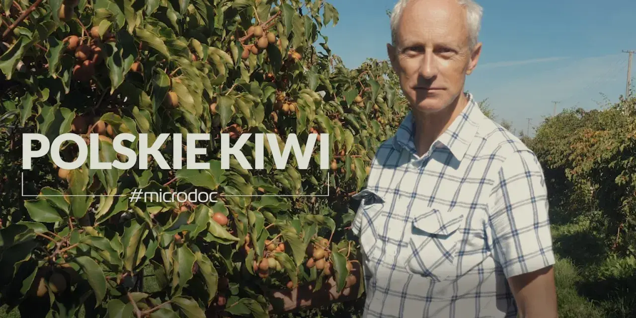 Mężczyzna w kratę stoi przed krzewem kiwi z owocami.