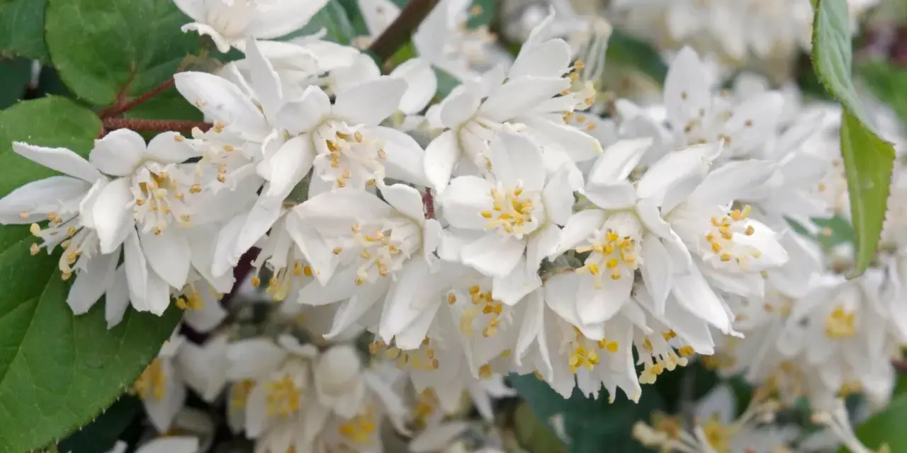 Zarte weiße Blüten der Deutzie, bereit für den Rückschnitt.