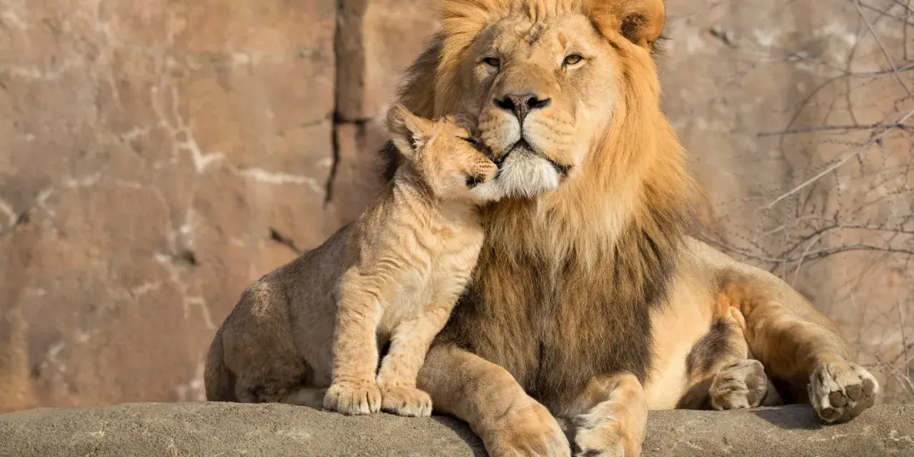 Ein Löwenjunges kuschelt sich an seinen Vater. Ein schöner Anblick, der den Unterschied zwischen Zoo und Tierpark verdeutlicht: Hier erleben wir die Tiere in einer liebevollen, natürlichen Umgebung.