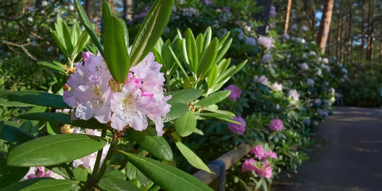 Delikatne różowe kwiaty rododendrona na tle lasu. Zastanawiasz się, co posadzić obok rododendrona? Warto wybrać rośliny o podobnych wymaganiach glebowych i świetlnych.