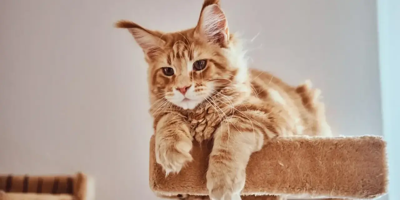 Rudy kot Maine Coon, o imieniu Leo, leży na drapaku, z przymrużonymi oczami.