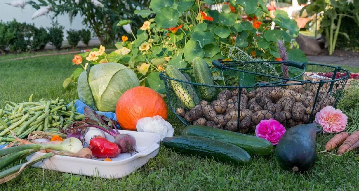Un ricco orto autunnale: cavoli, zucca, patate, fagiolini, cetrioli, carote e fiori su un prato verde.