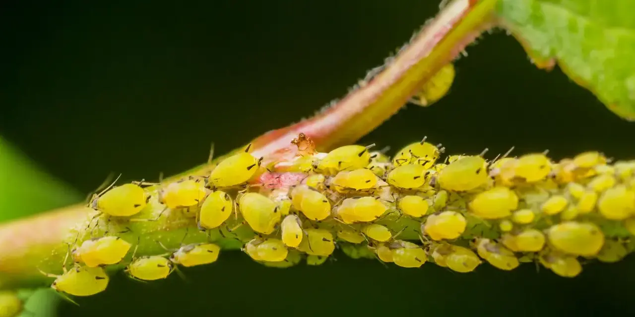 Colonia di afidi gialli su un fusto, con alcune uova visibili tra gli insetti.