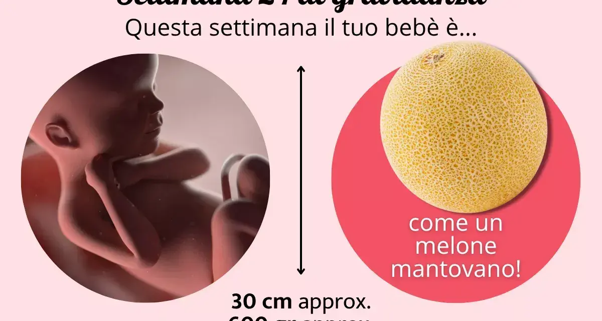 A 24 settimane di gravidanza, il tuo bebè è grande come un melone mantovano, circa 30 cm e 600 gr.