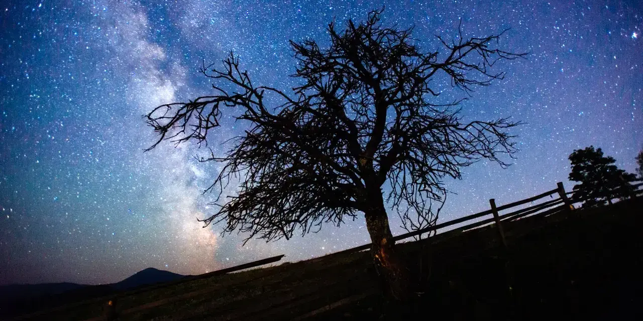 Nocne niebo z Drogą Mleczną nad samotnym drzewem. Dowiedz się, jak zrobić zdjęcie gwiazd telefonem, by uchwycić takie cuda.
