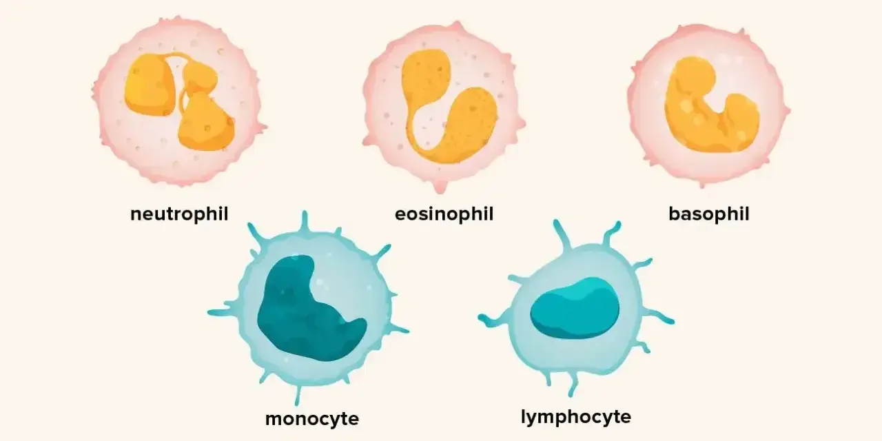 Pięć typów białych krwinek: neutrofil, eozynofil, bazofil, monocyt, limfocyt. Zwiększona liczba białych krwinek to leukocytoza.