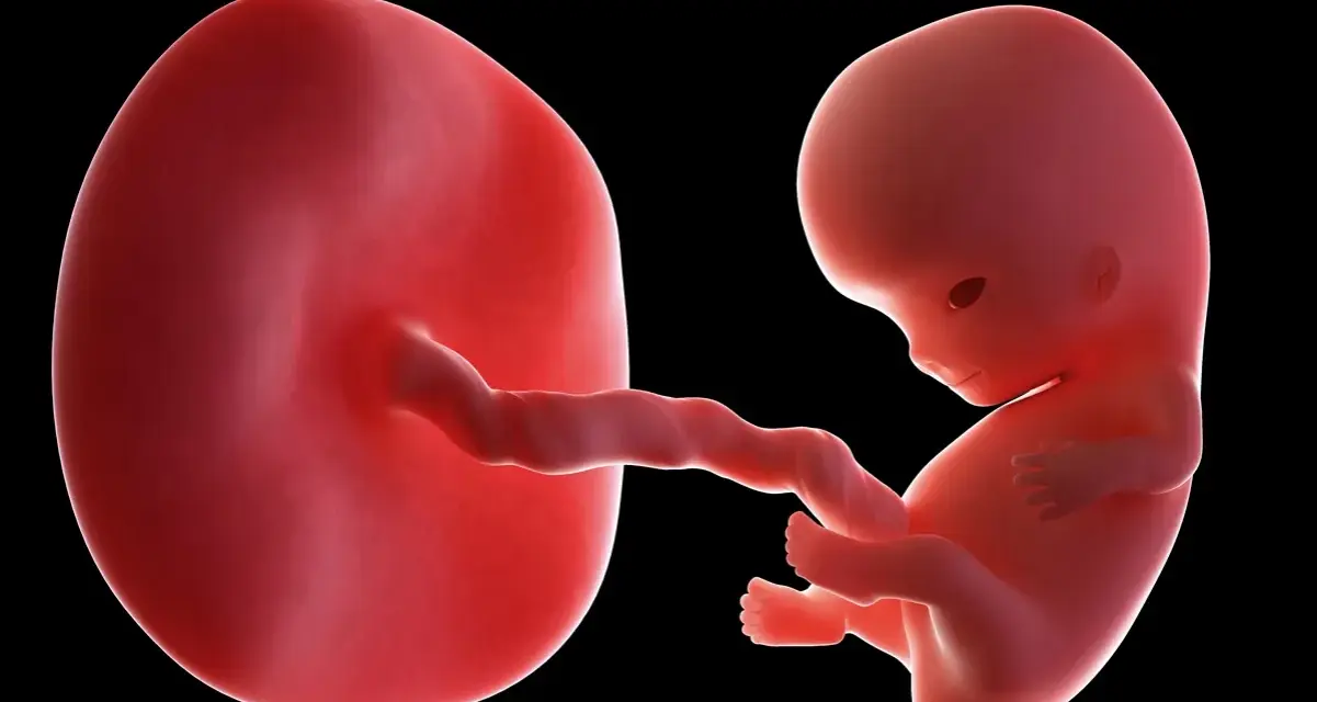 Płód w 9 tygodniu ciąży, który to miesiąc? Rozwija się, czerpiąc życie z pępowiny połączonej z owalnym tworem.