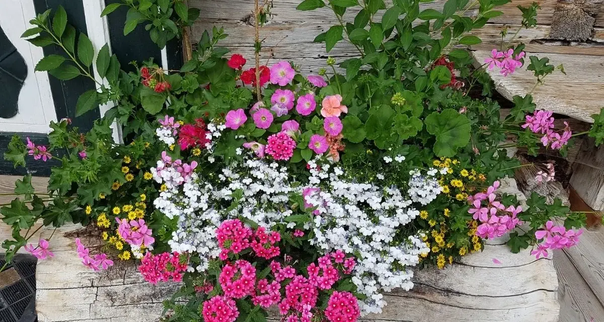 Kolorowe pelargonie i inne kwiaty tworzą bujne wypełniacze do skrzynek, ozdabiając drewnianą ścianę.