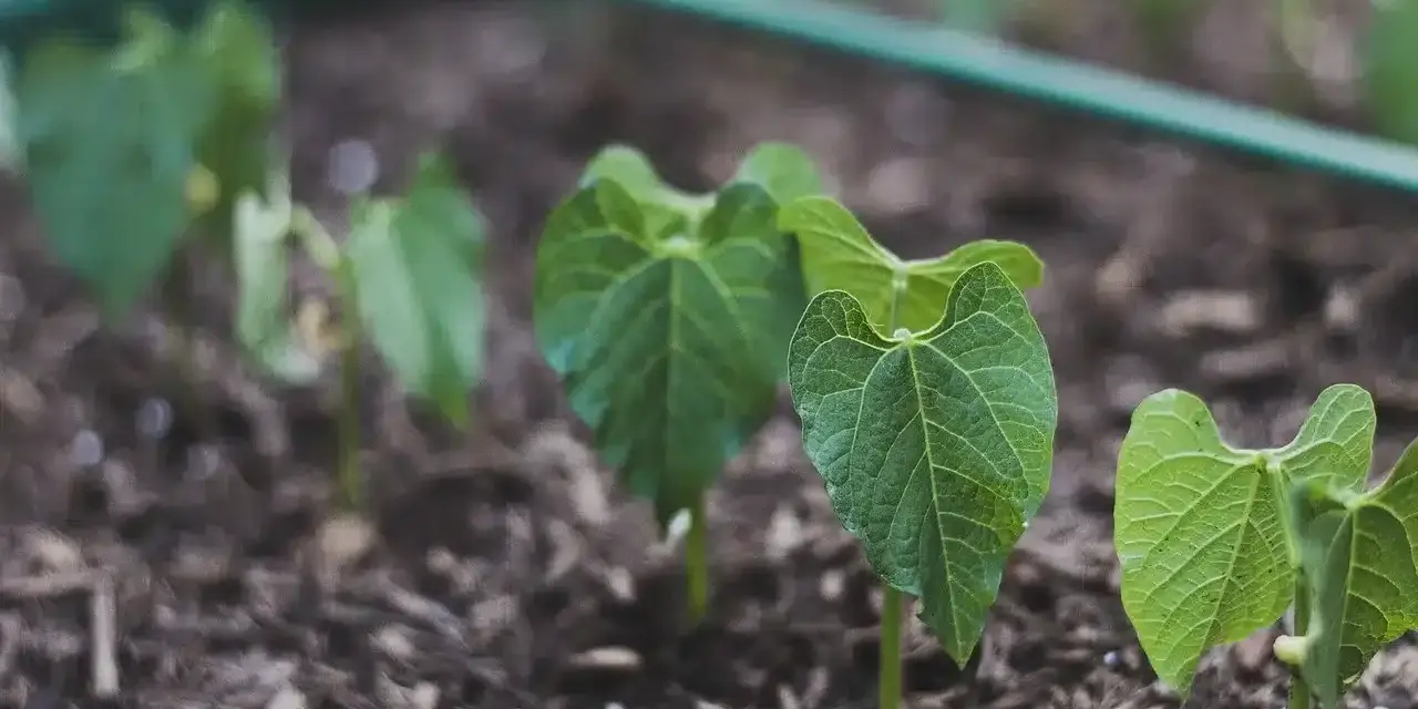 Germogli di fagioli appena spuntati dal terreno, segno di una buona semina.