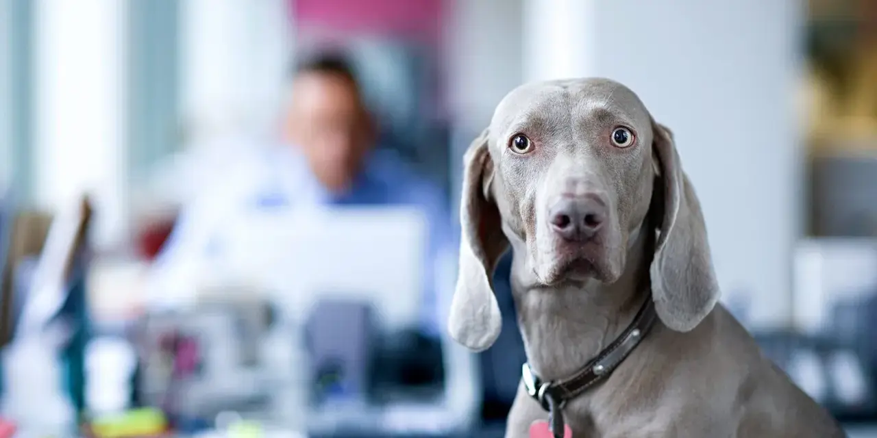 Ein Weimaraner-hund am arbeitsplatz schaut neugierig in die Kamera. Im Hintergrund verschwommen ein Kollege.