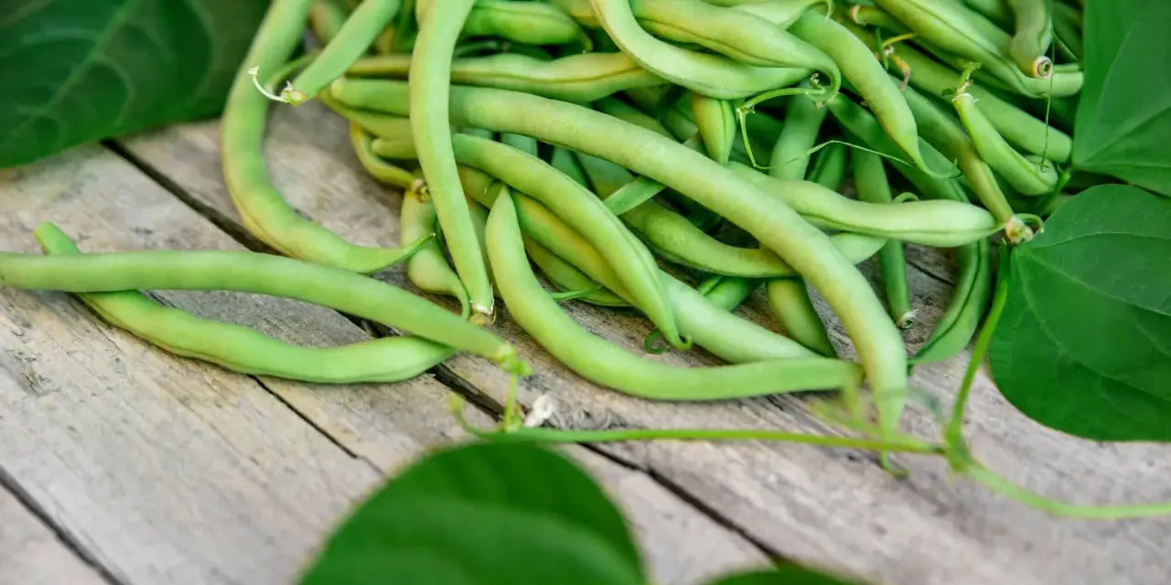 Frische grüne Bohnen, die anmutig auf Holz liegen. Eine köstliche Ernte, die an die giftpflanze des jahres erinnert, aber zum Verzehr bestimmt ist.