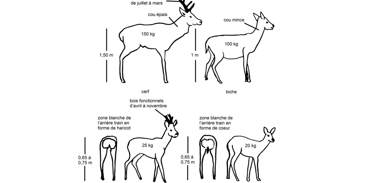 Illustration comparant cerf, biche (la femelle du cerf), brocard et chevrette, avec leurs caractéristiques physiques et poids.