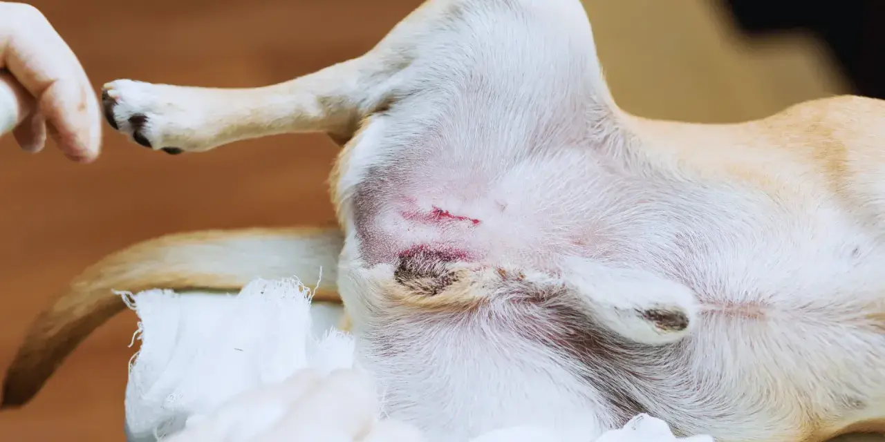 Po zabiegu kastracji lub sterylizacji pies dochodzi do siebie. Widoczna jest rana pooperacyjna.