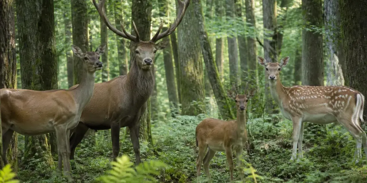 Une famille cerf, composée d'un grand cerf majestueux, de deux femelles et d'un jeune faon, se tient dans une forêt verdoyante.