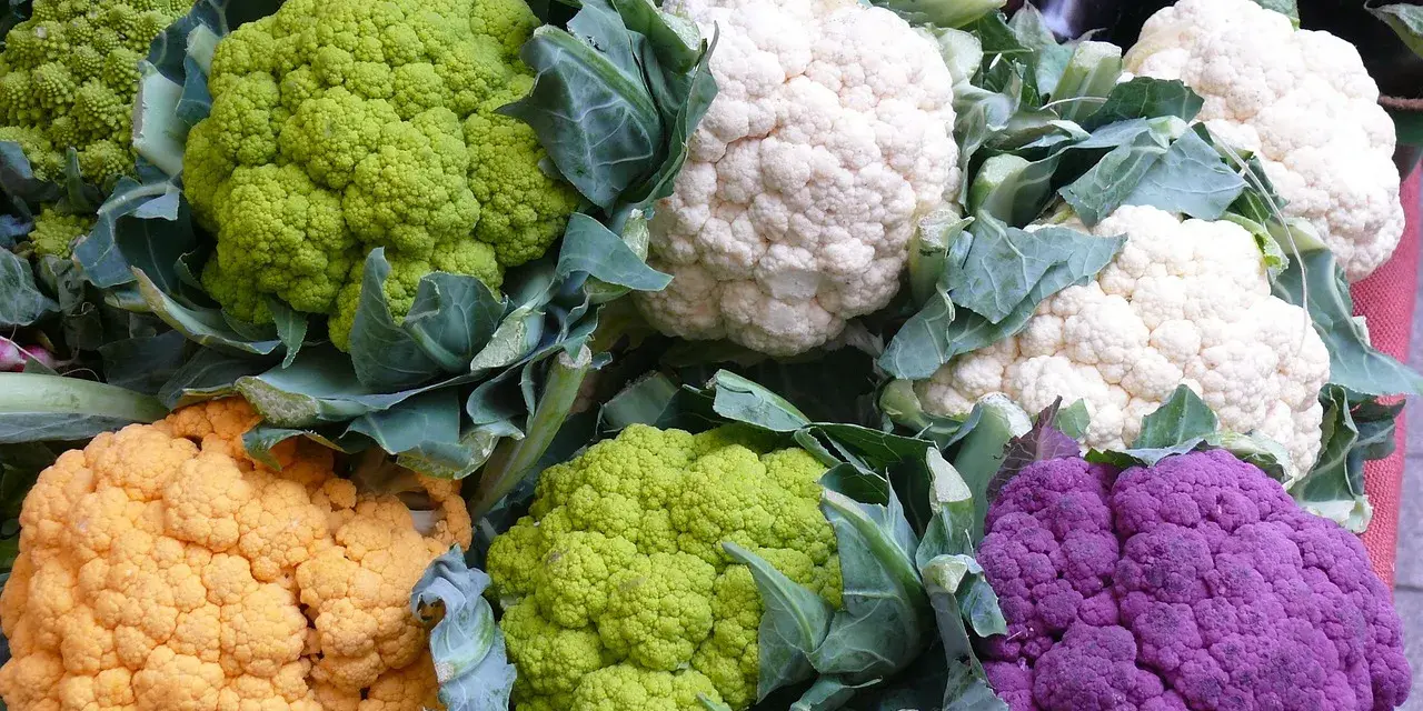Bunte Blumenkohlpflanzen in verschiedenen Farben: weiß, grün, orange und lila. Ein Fest für die Augen und den Gaumen!
