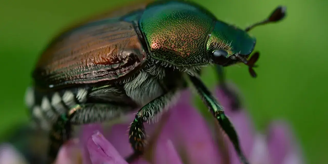Coleottero metallico su fiore viola, un esemplare di Popillia japonica. Come eliminarla?