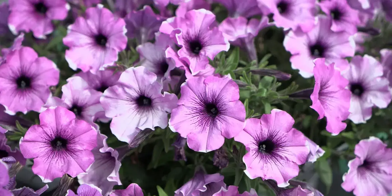 En klase lila surfinior med mörka vener, som visar skillnad på surfinia och petunia.