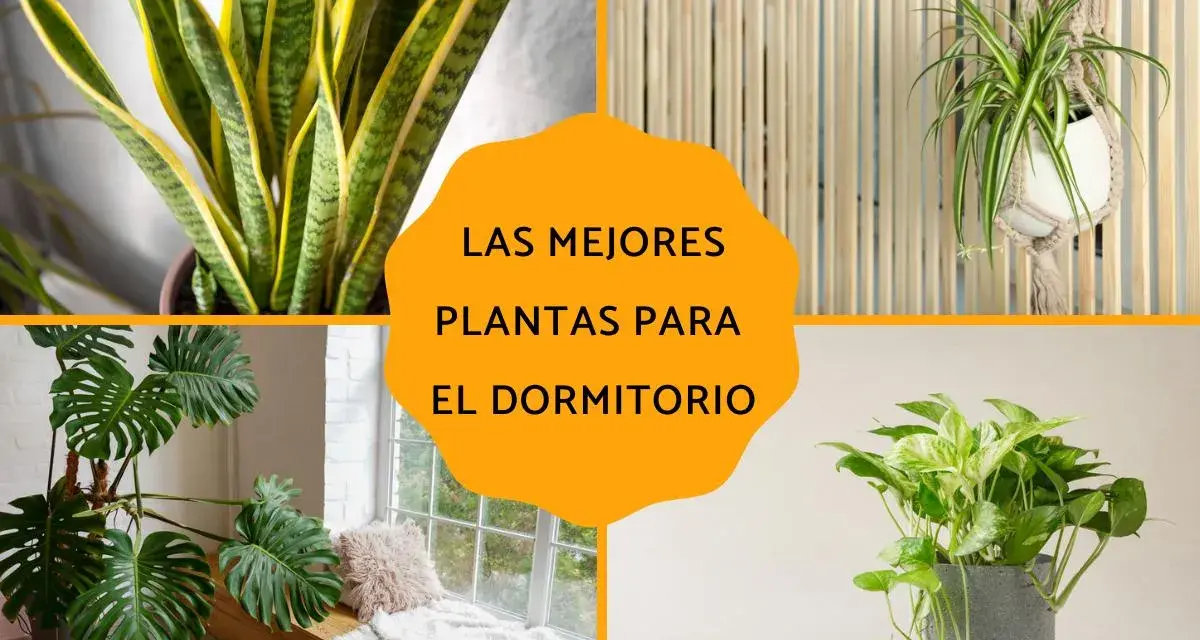 Plantas para dormitorio: Sansevieria, planta araña, monstera y potos. Ideas para un hogar más verde.