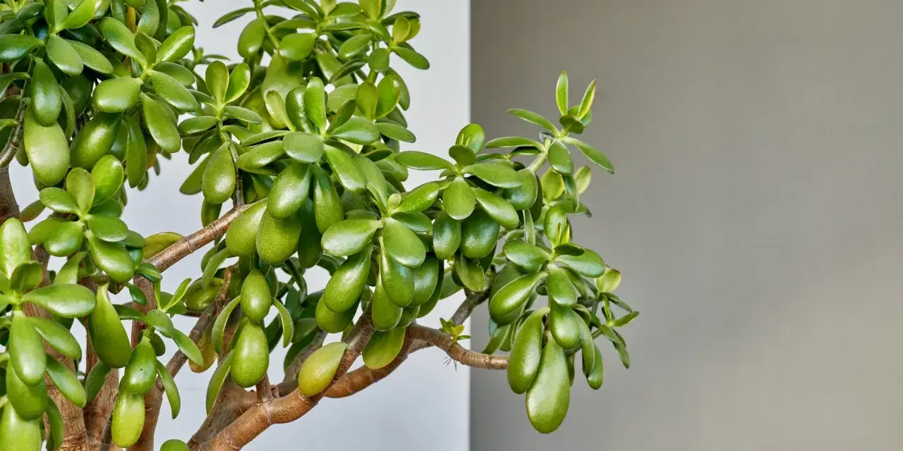 Un exuberante árbol de jade con hojas carnosas y verdes. Consejos para el arbol de jade cuidados: luz brillante indirecta y riego moderado.