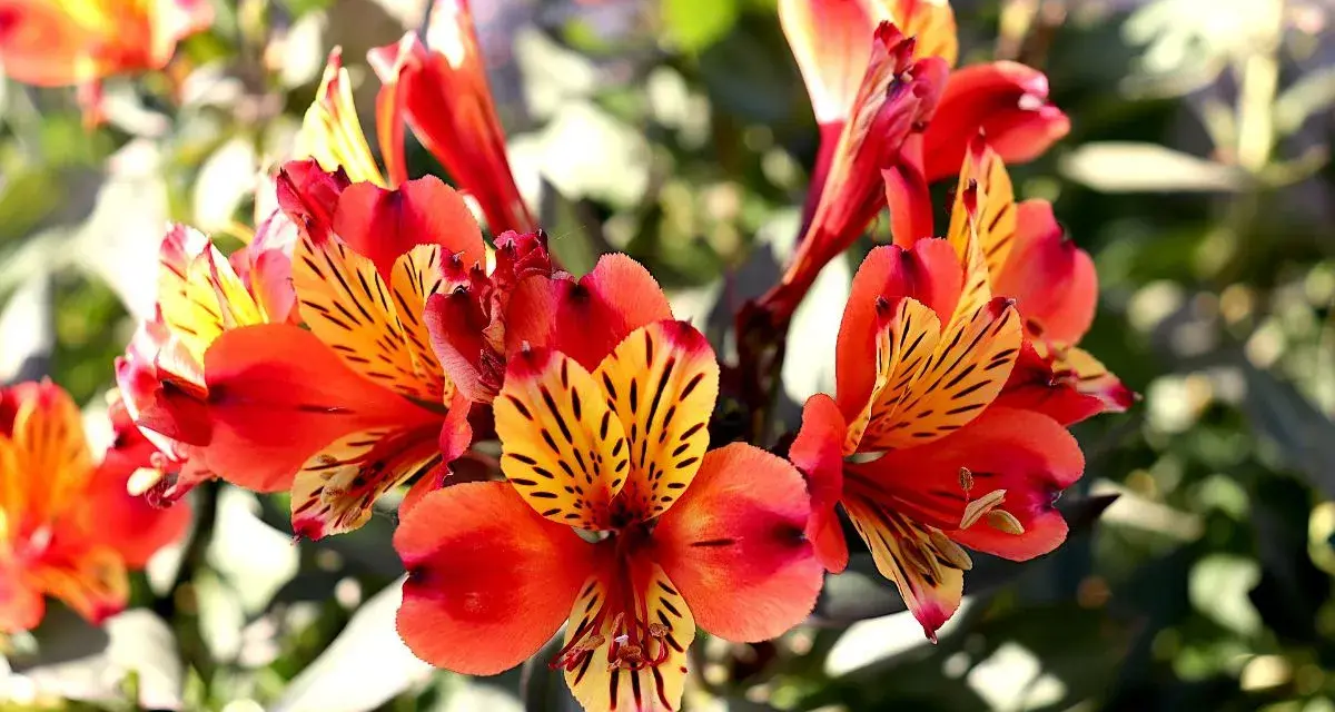 En kruka med lysande alstroemeria i nyanser av orange och rött, med mörka streck på kronbladen.