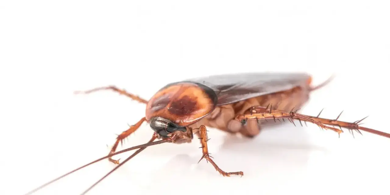 Una ninfa cucaracha alemana, con sus antenas largas y patas espinosas, se arrastra sobre un fondo blanco.