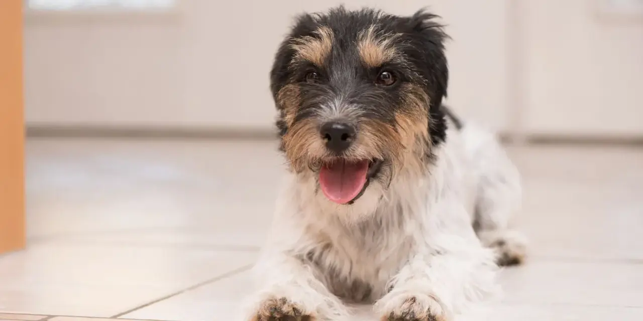 Szczeniak rasy Jack Russell Terrier z krótką kufą, typową dla brachycefalii, leży na podłodze, dysząc radośnie.