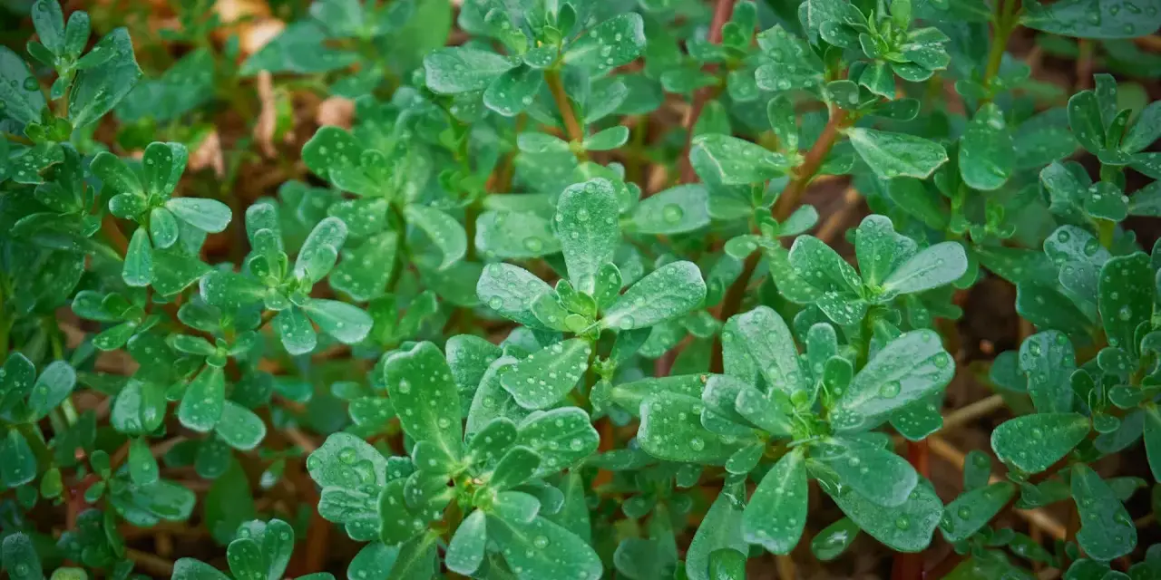 Gocce di rugiada brillano sulle foglie carnose dell'erba portulaca, che si estende rigogliosa sul terreno.