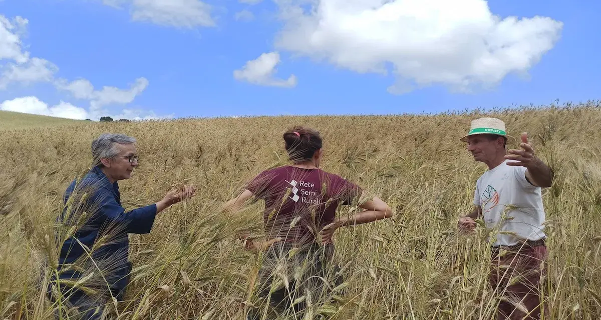 Tre persone discutono nel campo di grano maturo, un esempio di coltivazione grano sotto un cielo azzurro con nuvole bianche.