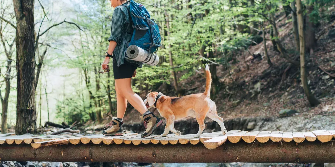 Donna con zaino e cane beagle attraversa un ponte di legno durante un'avventura di trekking con il cane in un bosco verdeggiante.