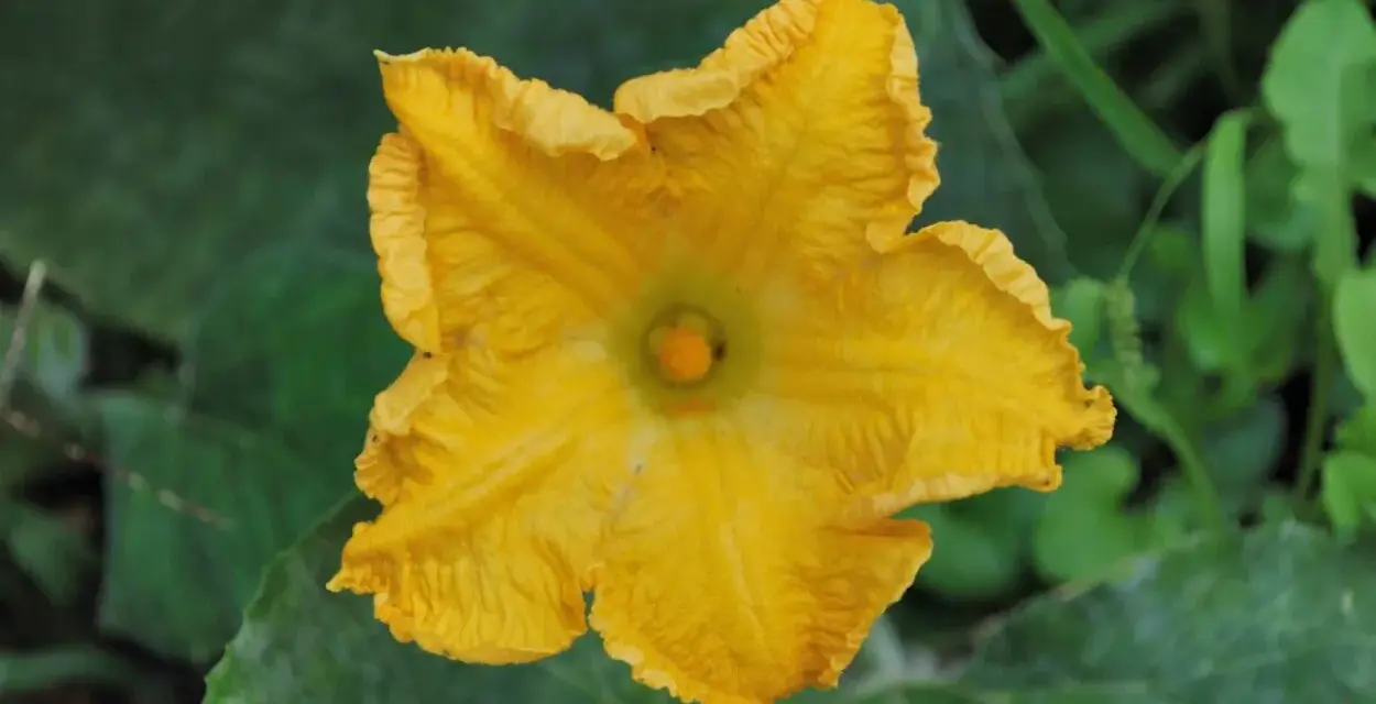 Un vibrante fiore di zucca giallo, simbolo del periodo estivo, si apre tra le foglie verdi.