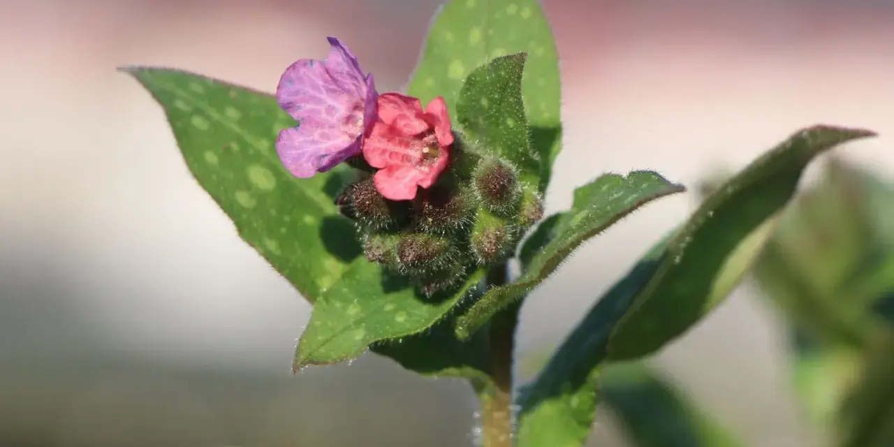 Zwei zarte Blüten, eine rosa, eine lila, auf einem Stiel mit geflecktem Lungenkraut.