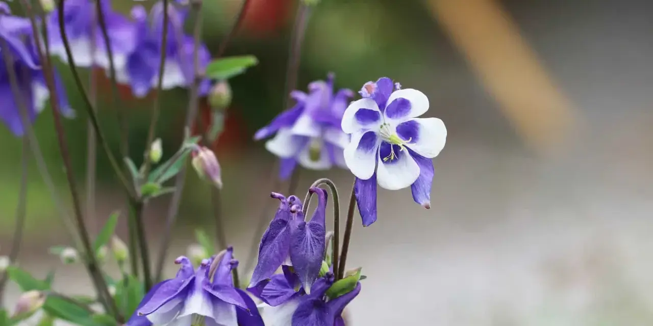 Zarte Akelei-Blüten in Violett und Weiß, ideal für sonnige bis halbschattige Standorte im Garten.
