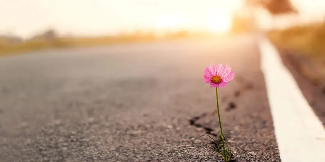 Ein zartes rosa Blümchen kämpft sich durch einen Riss im Asphalt. Ein Symbol der Hoffnung auf steinigen Wegen, das im warmen Abendlicht erstrahlt.