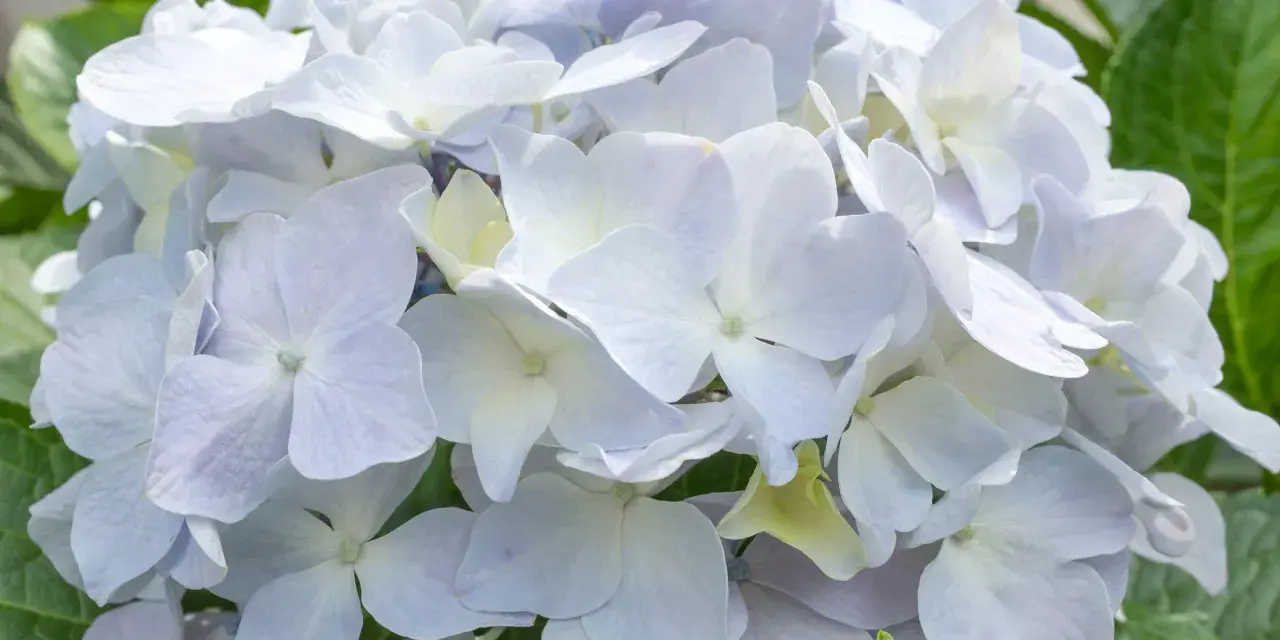 Una hermosa hortensia blanca, con pétalos delicados y un centro amarillento, rodeada de hojas verdes vibrantes.