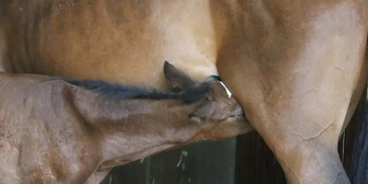 Un poulain brun tète sa mère, la vulve jument. Un moment tendre de connexion entre la mère et son petit.