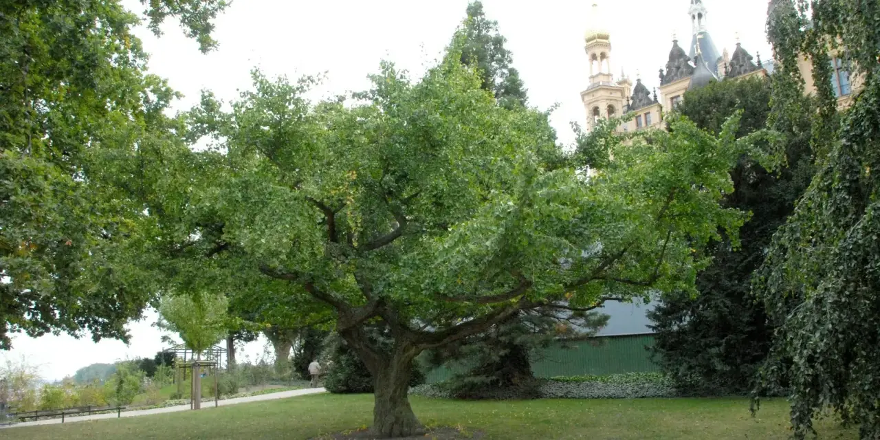 En ståtlig ginkgo biloba med sina karaktäristiska flikiga blad står i en park framför ett slott.