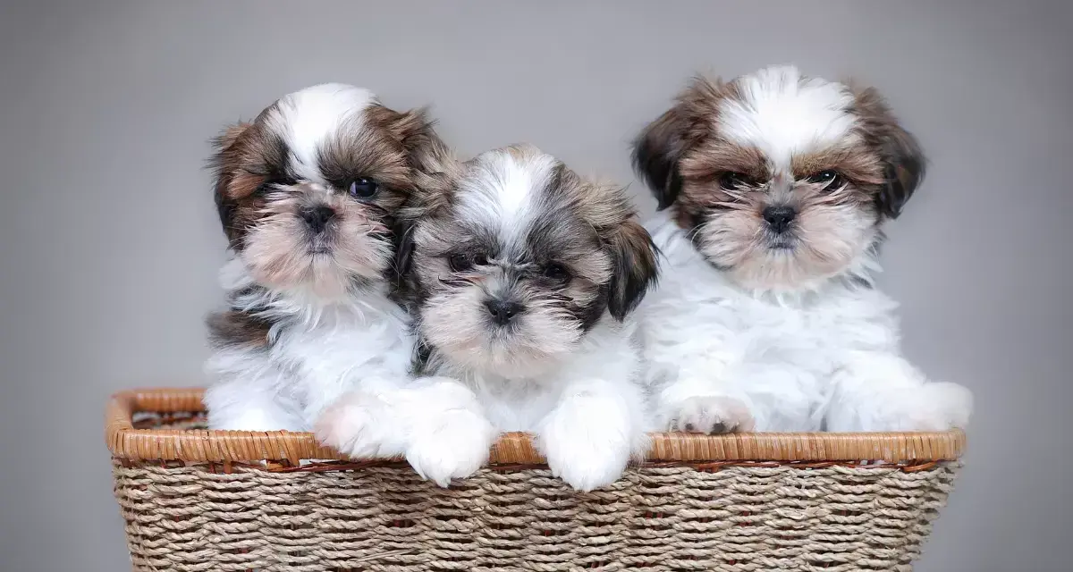 Shih Tzu sierść czy włosy - poznaj różnice i pielęgnację tej rasy