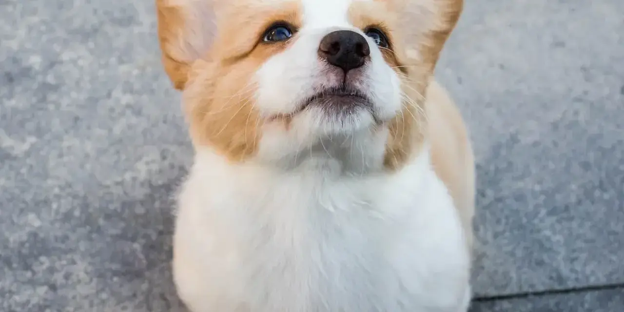 Uroczy szczeniak corgi z wielkimi uszami patrzy w górę, ciekawy świata. Takie słodkie są psy, gdy są szczeniakami.