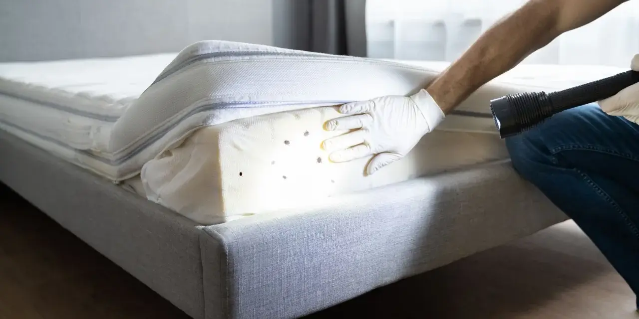 Persona con guantes revisa un colchón con linterna, detectando chinches. Esencial para el control de plagas de chinches y un hogar saludable.