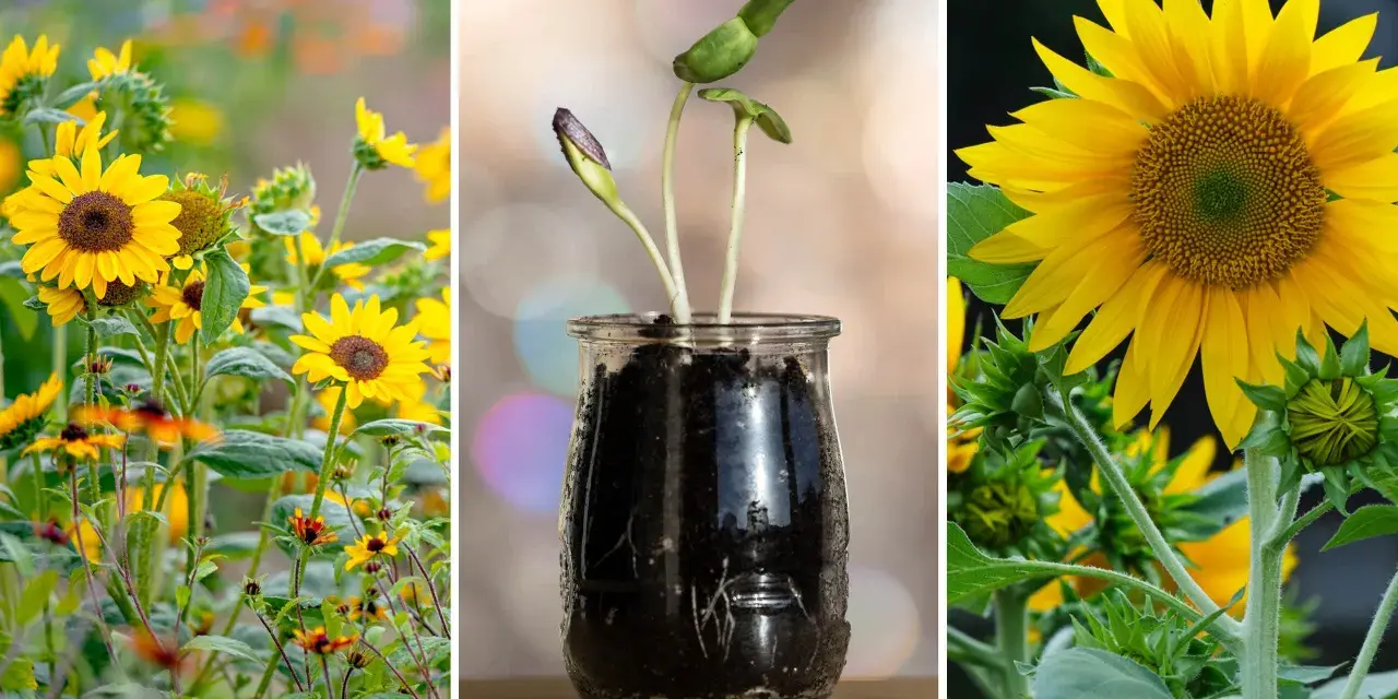 En bildsvit som visar hur man kan odla solrosor, från små groddar i en glasburk till fullvuxna blommor i en solig äng.