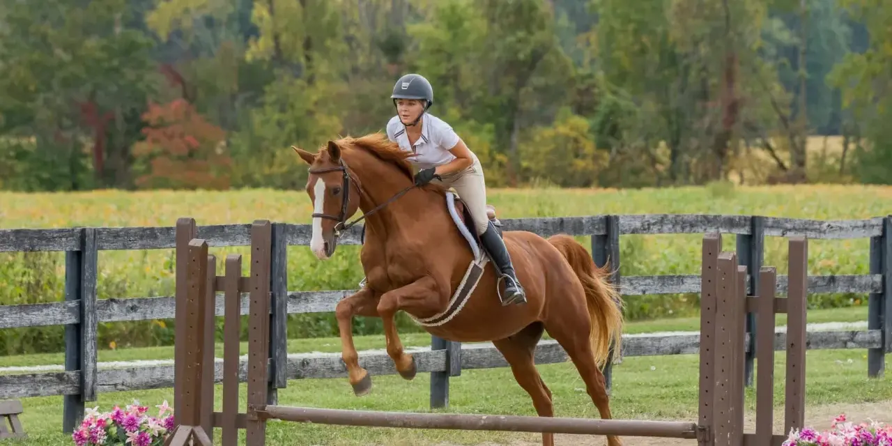 Une cavalière et son cheval brun sautent une barrière. Le hunter est en plein effort, montrant sa puissance et son agilité.