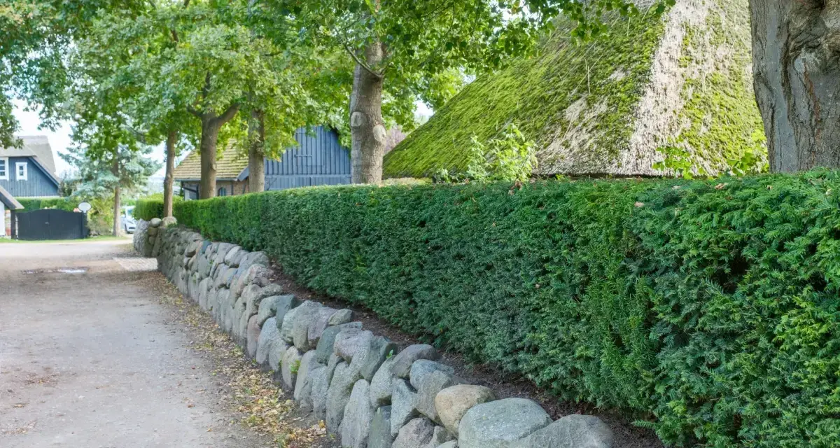 Eine dichte Hecke aus Eibe pflanzen säumt einen Weg mit Steineinfassung. Dahinter ein reetgedecktes Haus und Bäume.