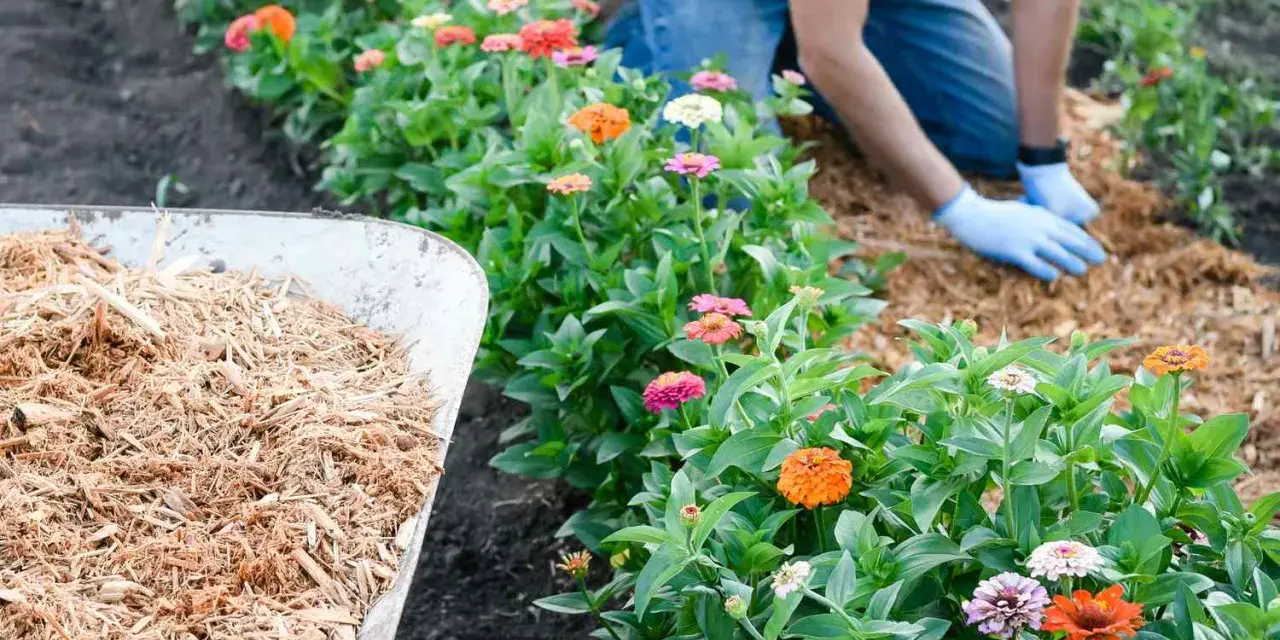 A gardener demonstrates how to lay mulch around vibrant zinnias. A wheelbarrow full of mulch sits nearby.