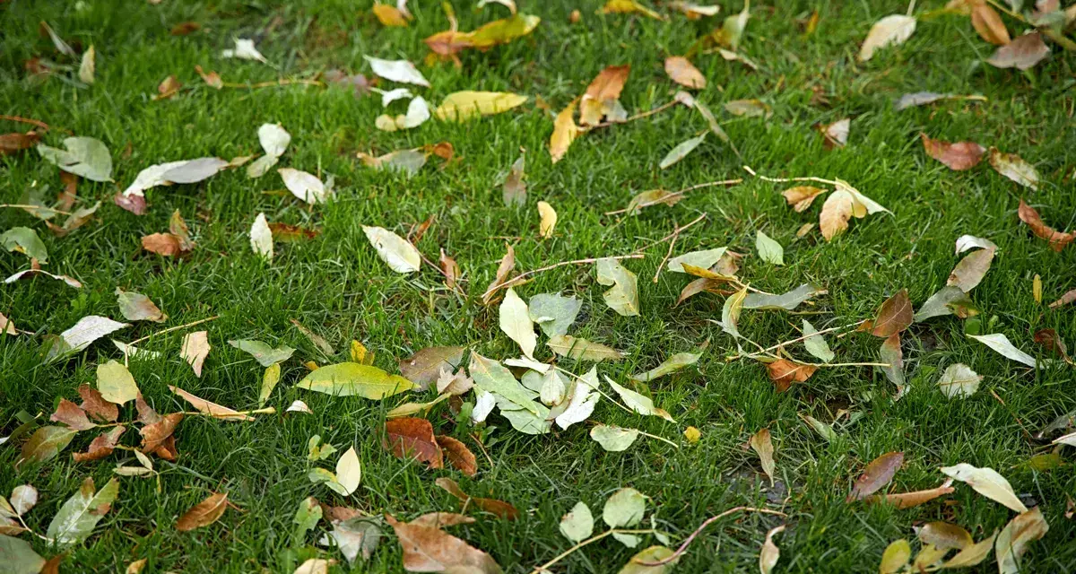 Jesienne liście na zielonej trawie, przygotowanie do zimy. Kiedy nawóz jesienny na trawnik, aby był gotowy na wiosnę.