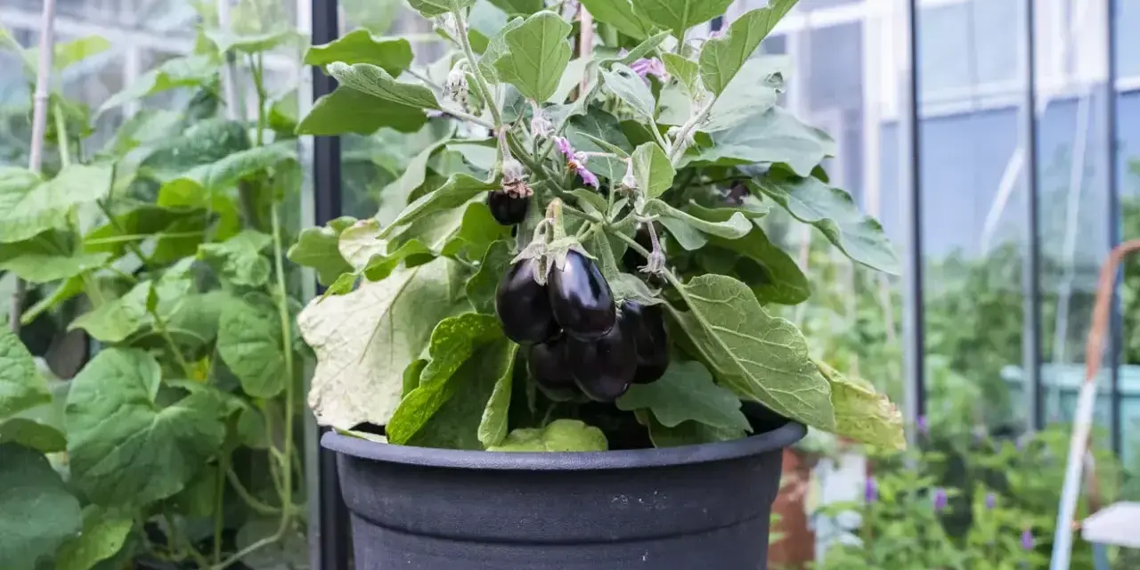 En kruka med en planta som bär flera mörka, glänsande auberginer. Det är en vacker syn att se hur man kan odla aubergine i växthus.