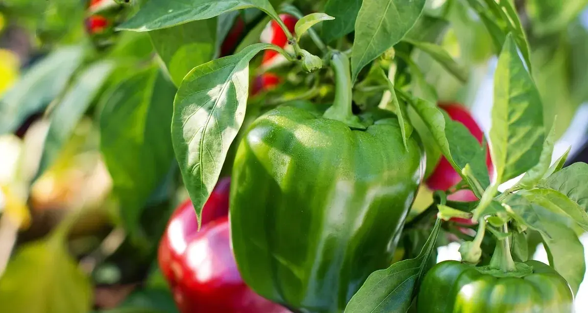 Peperoni verdi e rossi maturi pronti per essere raccolti, un ottimo risultato del coltivare peperoni.