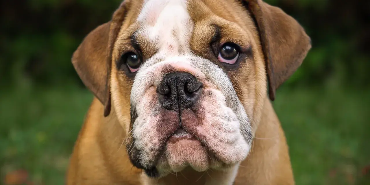 Uroczy buldog angielski szczeniak, którego cena może Cię zaskoczyć.