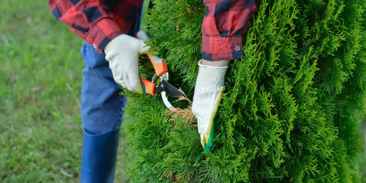 Mit einer Gartenschere wird eine grüne Hecke geschnitten. Die Person trägt Handschuhe und ein kariertes Hemd.
