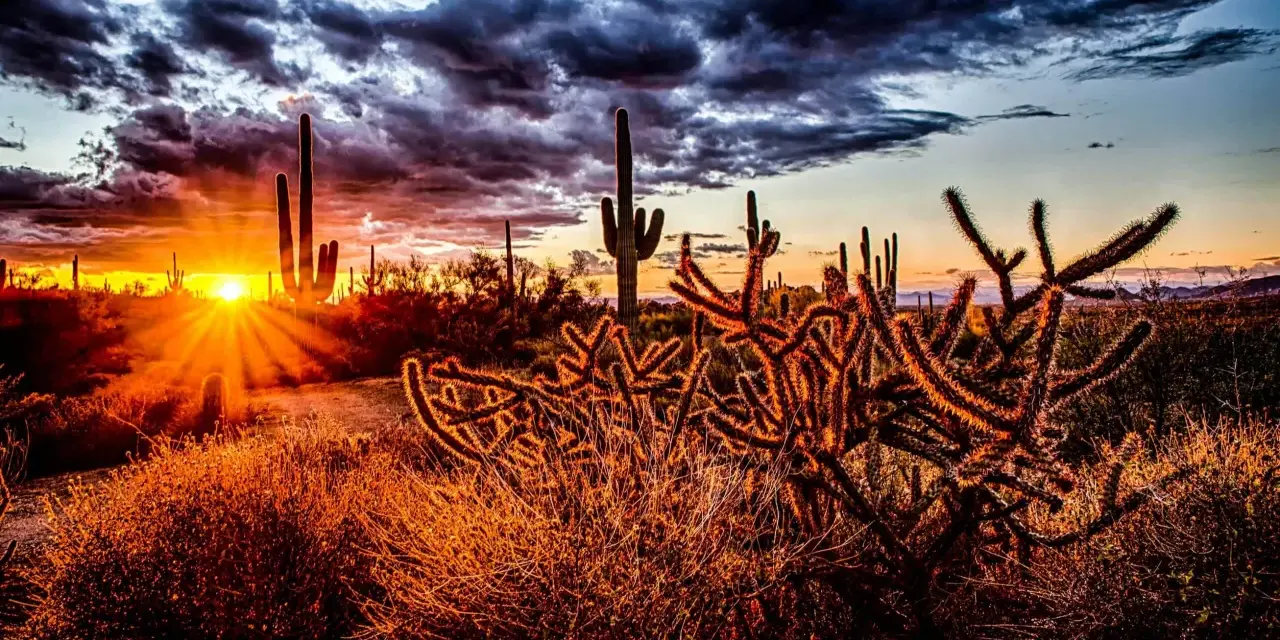 Cactus silhouette se découpant sur un ciel dramatique lors d'un magnifique couché de soleil. Les rayons du soleil percent les nuages sombres, illuminant le paysage désertique d'une lueur dorée.